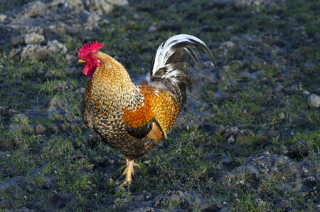 rooster
