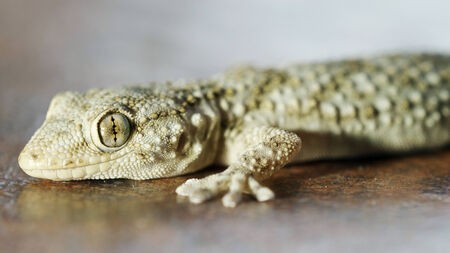 gecko macro shot の写真素材