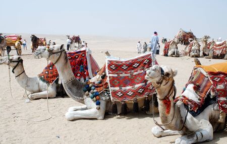 Three camels relaxingのeditorial素材