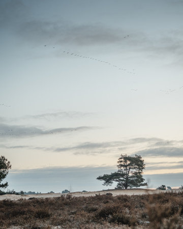 Tree on sand in nature in the morning during sunriseの写真素材