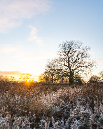 Sunrise behind a silhouette tree with frost in the morningの写真素材