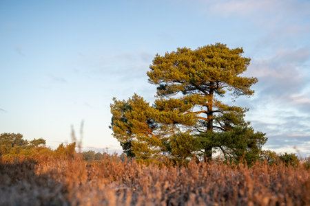 Tree with heather in Morning Sun in The Netherlandsの写真素材