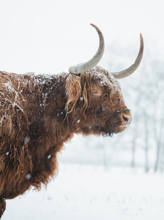 Scottish Highlander Cow Cattle covered with snow in nature 2022の写真素材