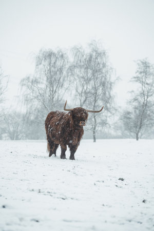 Scottish Highlander Cow Cattle covered with snow in nature 2022の写真素材