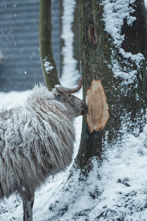 Small Sheep walking in the white snowの写真素材