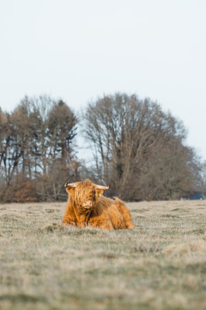 Scottish Higlander Calf Cattle on a field ecological farm