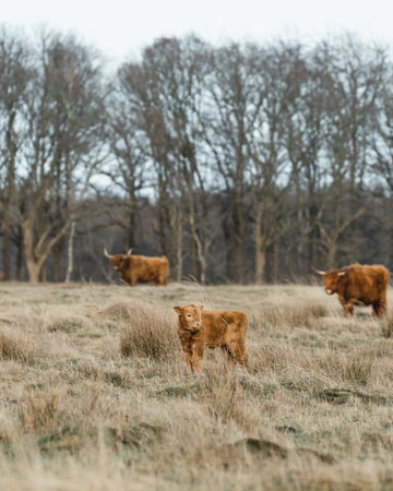Scottish Higlander Calf Cattle on a field ecological farmの写真素材