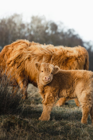 Scottish Higlander Calf Cattle and mother on a field ecological farm