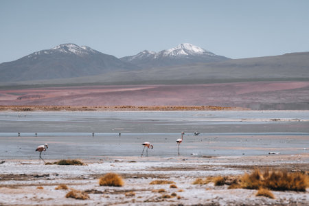 Flamingo of White Lagoon in Bolivia South America Salt Flat Uyuniの写真素材