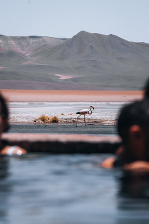 Flamingo seen from Hot Springs in Bolivia South America Salt Flat Uyuniの写真素材