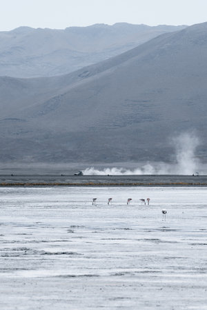 Flamingo of White Lagoon in Bolivia South America Salt Flat Uyuniの写真素材