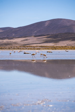 Flamingo of White Lagoon in Bolivia South America Salt Flat Uyuniの写真素材