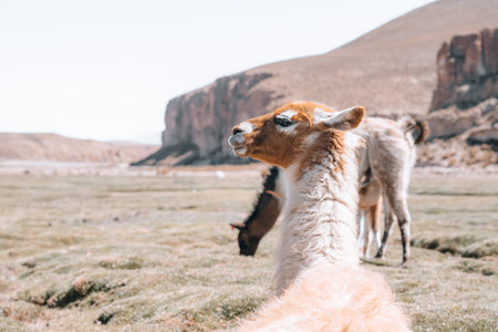 Photo of Lamas in South America during Salt Flat Uyuni tourの写真素材