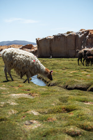 Photo of Lamas in South America during Salt Flat Uyuni tourの写真素材