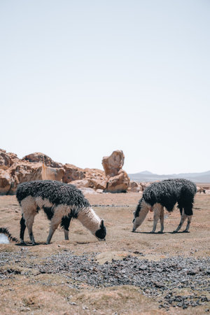Photo of Lamas in South America during Salt Flat Uyuni tourの写真素材