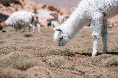Photo of Lamas in South America during Salt Flat Uyuni tourの写真素材