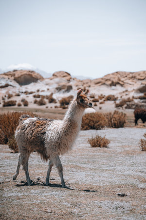 Photo of Lamas in South America during Salt Flat Uyuni tour