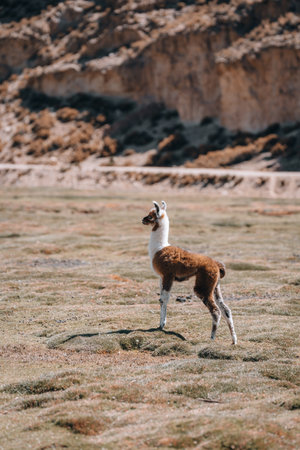 Photo of Lamas in South America during Salt Flat Uyuni tourの写真素材