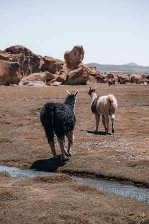 Photo of Lamas in South America during Salt Flat Uyuni tourの写真素材