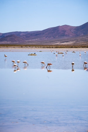 Flamingo of White Lagoon in Bolivia South America Salt Flat Uyuniの写真素材