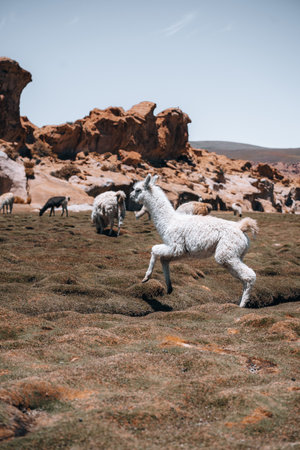 Photo of Lamas in South America during Salt Flat Uyuni tourの写真素材