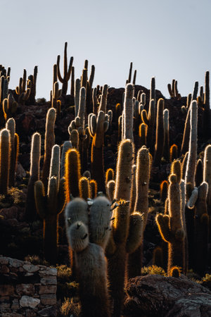 Photo of Cactus Island Bolivia Salar de Uyuni Salt Flatsの写真素材