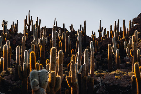 Photo of Cactus Island Bolivia Salar de Uyuni Salt Flatsの写真素材
