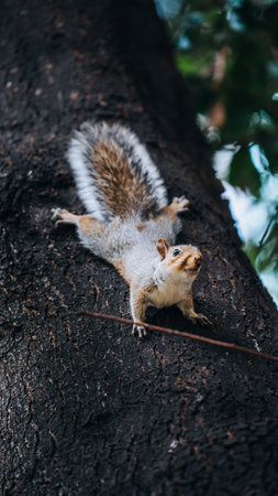 Squirrel Chipmunk animal in a park in London England Cityの写真素材