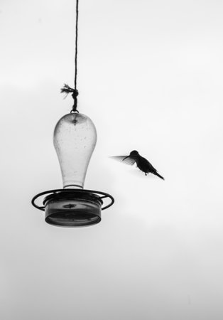 Flying Hummingbird trying to get some water in Colombiaの写真素材