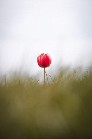 Single one tulip, lonely, captured in The Netherlands during Spring seasonの写真素材