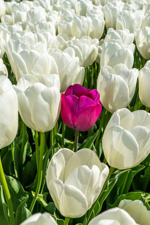 Colourful tulip fields, captured in The Netherlands during Spring seasonの写真素材