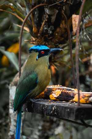 Tropical bird in Salento Colombia enjoying some fruitの写真素材