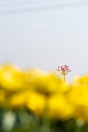 Colourful tulip fields, captured in The Netherlands during Spring seasonの写真素材