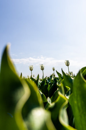 Colourful tulip fields, captured in The Netherlands during Spring seasonの写真素材