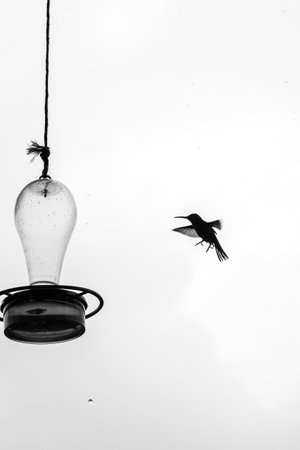 Flying Hummingbird trying to get some water in Colombiaの写真素材