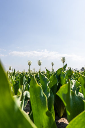 Colourful tulip fields, captured in The Netherlands during Spring seasonの写真素材