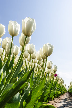 Colourful tulip fields, captured in The Netherlands during Spring seasonの写真素材