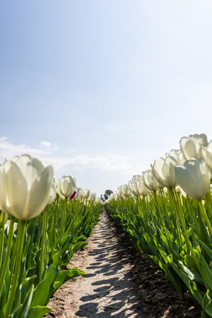 Colourful tulip fields, captured in The Netherlands during Spring seasonの写真素材