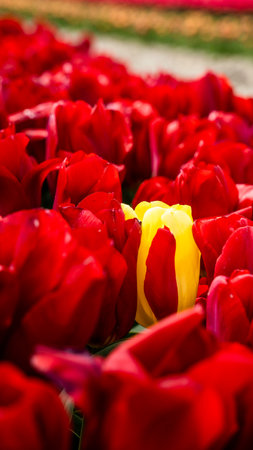 Colourful tulip fields, captured in The Netherlands during Spring seasonの写真素材