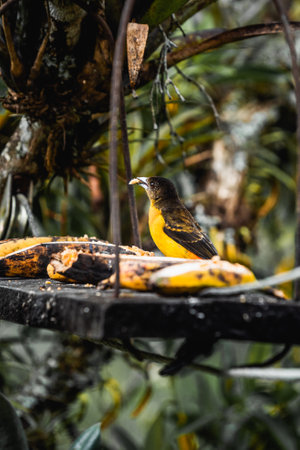 Tropical bird in Salento Colombia enjoying some fruitの写真素材