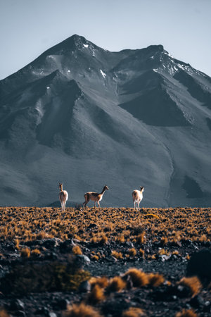 Vicuna animal llama in front of Volcanic mountains in San Pedro de Atacama Chileの写真素材