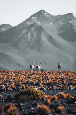 Vicuna animal llama in front of Volcanic mountains in San Pedro de Atacama Chileの写真素材