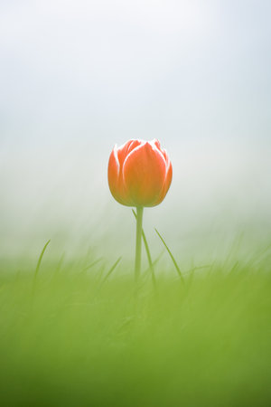 Single one tulip, lonely, captured in The Netherlands during Spring seasonの写真素材