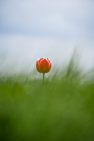Single one tulip, lonely, captured in The Netherlands during Spring seasonの写真素材