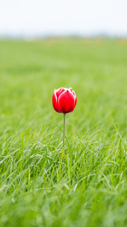 Single one tulip, lonely, captured in The Netherlands during Spring seasonの写真素材