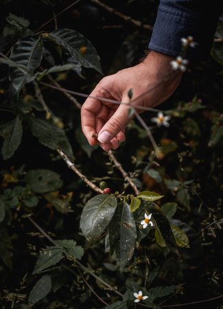Coffee plantation in Colombia production of coffee beans close to salentoの写真素材
