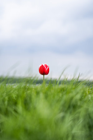Single one tulip, lonely, captured in The Netherlands during Spring seasonの写真素材