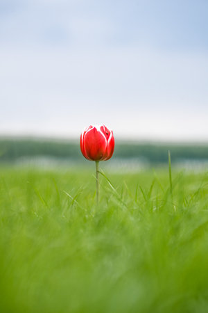 Single one tulip, lonely, captured in The Netherlands during Spring seasonの写真素材