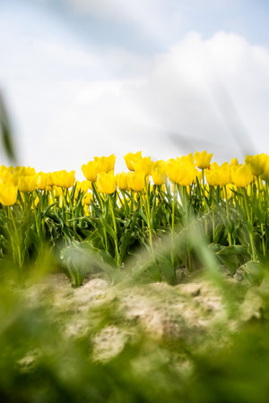 Colourful tulip fields, captured in The Netherlands during Spring seasonの写真素材