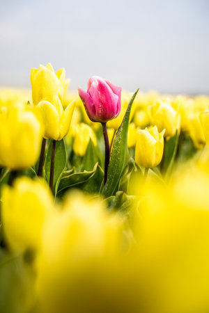 Colourful tulip fields, captured in The Netherlands during Spring seasonの写真素材